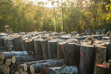 Baumstämme zu Brennholz gesägt und gestapelt © focus finder