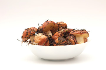 Suillus mushrooms in a ceramic soup plate isolated on a white background. Armful of dirty, unpeeled, butter fungi