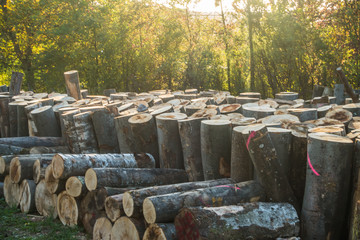Baumstämme zu Brennholz gesägt und gestapelt © focus finder