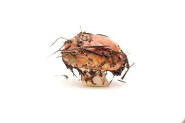 One dirty, unpeeled standing on tube Suillus mushroom isolated on a white background.