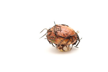 One dirty, unpeeled standing on tube Suillus mushroom isolated on a white background.