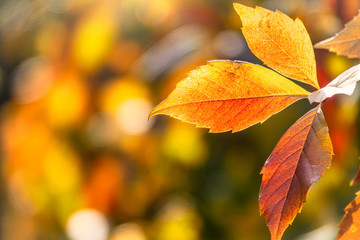 Naklejka na ściany i meble Maple branches with orange-yellow leaves in autumn, in the light of sunset. Acer negundo, or Box elder, boxelder maple, ash-leaved maple.