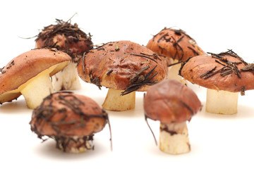 A bunch of dirty, unpeeled standing on tube Suillus mushrooms isolated on a white background. Selective focus.
