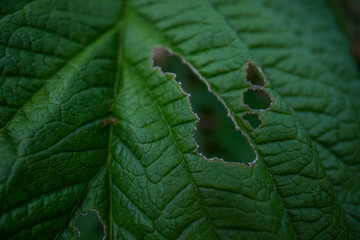 super macro image of a leave with a hole in it, 