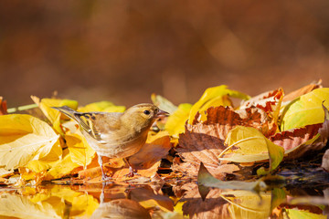common chaffinch drinks water in a beautiful autumn puddle