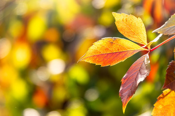 Maple branches with orange-yellow leaves in autumn, in the light of sunset. Acer negundo, or Box elder, boxelder maple, ash-leaved maple.