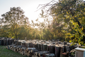 Baumstämme zu Brennholz gesägt und gestapelt © focus finder