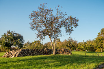 Baumstämme zu Brennholz gesägt und gestapelt © focus finder