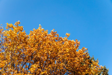 Fototapeta premium Oak branches with yellow leaves in autumn against a blue sky