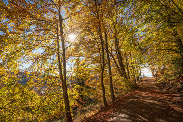 Fototapeta premium Landschaft im Herbst mit Wald bei strahlendem Sonnenschein