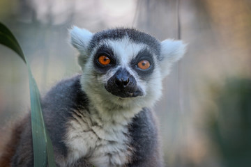 Obraz premium ring tailed lemur
