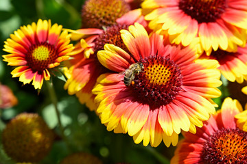 Orange flowers with yellow trim and bee.