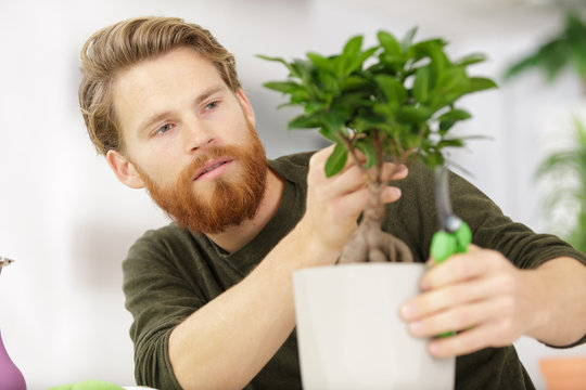 A Man Is Pruning Bonsai