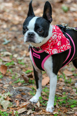portrait of a dog / boston terrier 