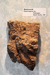 Fossil leaves of prehistoric cinnamon tree.