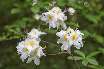 Elegant two-tone flowers Rhododendron (azalea) with a beautiful bokeh in the evening art light. Blooming yellow-white Rhododendron (Azalea). Yellow and white azalea flower, in full bloom.