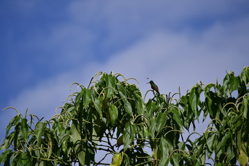 colibrí en copa de árbol cielo azul  © caquido