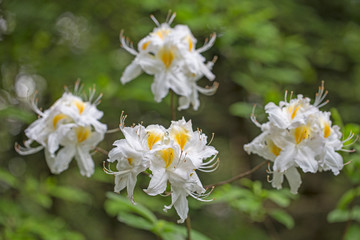 Fototapeta premium Elegant two-tone flowers Rhododendron (azalea) with a beautiful bokeh in the evening art light. Blooming yellow-white Rhododendron (Azalea). Yellow and white azalea flower, in full bloom.