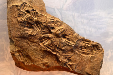 Fossil imprint of several trilobites exposed.