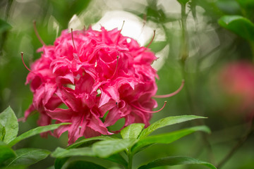 Pink elegant flowers Rhododendron (azalea) with a beautiful bokeh in the evening art light. Blooming Pink Rhododendron (Azalea). Pink azalea flower, in full bloom.