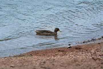 pato silvestre