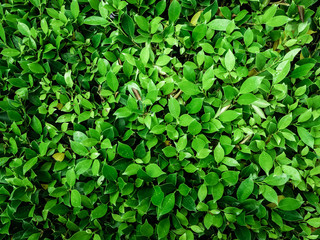 Fototapeta na wymiar Green leaf abstract background