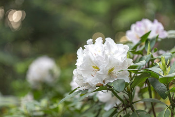Lovely white Rhododendron flower selective focus, blurred background. Close-up view to beautiful blooming white rhododendron in evening light, blurred background.