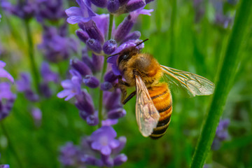 Honey Bee collecting pollen on a flower in the garden, Bee flying, bee on the flower, Super macro bee photography 