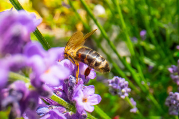 Honey Bee collecting pollen on a flower in the garden, Bee flying, bee on the flower, Super macro bee photography 