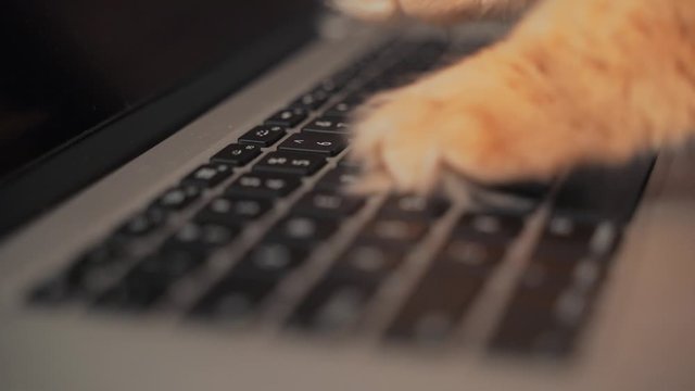 Fluffy cat paws typing buttons or texting message on laptop keyboard. Humor and fun concept of pet like office worker, close up
