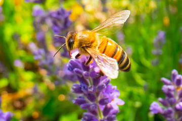 Honey Bee collecting pollen on a flower in the garden, Bee flying, bee on the flower, Super macro bee photography 