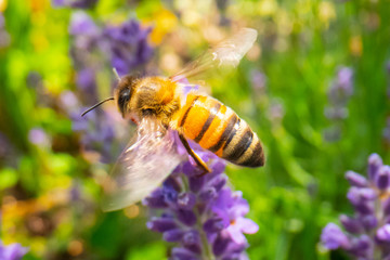 Honey Bee collecting pollen on a flower in the garden, Bee flying, bee on the flower, Super macro bee photography 