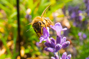 Honey Bee collecting pollen on a flower in the garden, Bee flying, bee on the flower, Super macro bee photography 