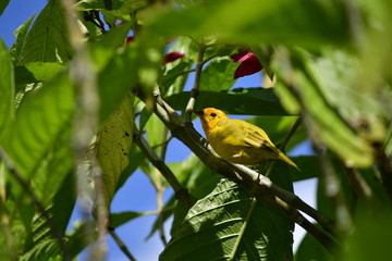 canario ave amarilla en árbol