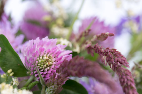 Closeup of natural, real flowers from meadow. Blooming red clover (Trifolium pratense) and green grass closeup. Pink clover flowers in summer. Floral background. Place for text, Copy space.