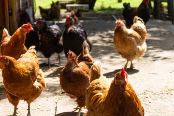 Roosters and chickens in the corral. Birds with colorful feathers.