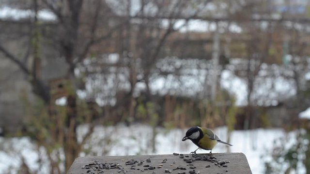 Autumn bird Tits in the feeder. Green leaves and snow, selective focus