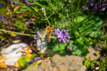 Honey Bee collecting pollen on a flower in the garden, Bee flying, bee on the flower, Super macro bee photography 