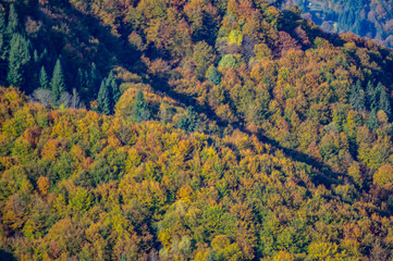 Colored deciduous forest in the mountains in the afternoon
