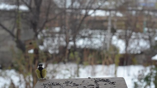 Autumn bird Tits in the feeder. Green leaves and snow, selective focus