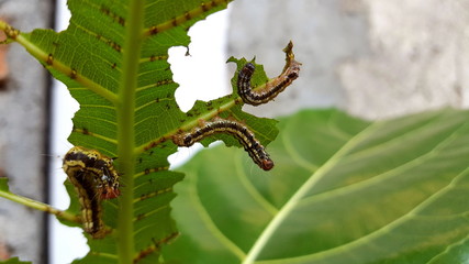 A caterpillar is eating leaves before becoming a butterfly
