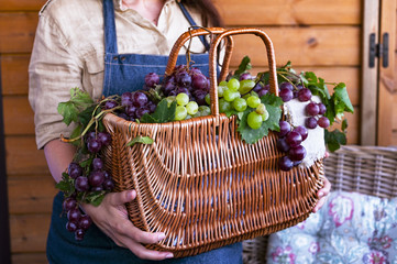 Fototapeta na wymiar A girl with a basket harvests vineyards, collects selected grapes in Italy for a large autumn harvest. biological concept, organic food and fine handmade wines.
