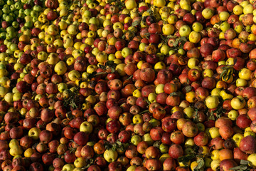 pile of slightly degraded apples