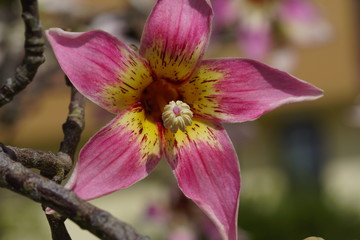 flor de palo borracho Ceiba speciosa 