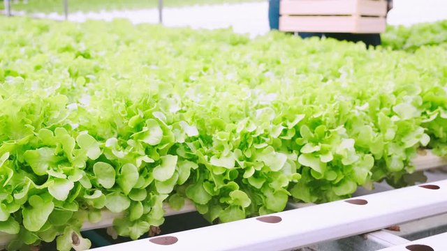 4k slow handheld asian couple farmer takecare and discuss how to growth plant in hydroponic farn greenhouse background