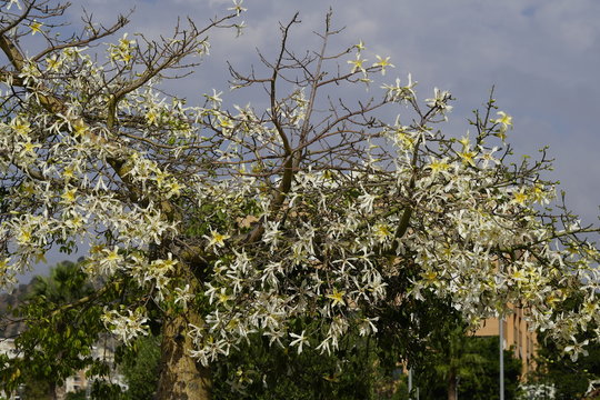 flor de palo borracho Ceiba speciosa 