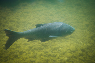 carp under water photography in a lake in Austria, amazing underwater fish photography