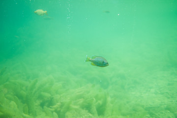 Fototapeta na wymiar sun perch under water with some lake grass, beautiful fish under water image, under water photography with some fish