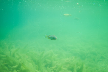 Fototapeta na wymiar sun perch under water with some lake grass, beautiful fish under water image, under water photography with some fish