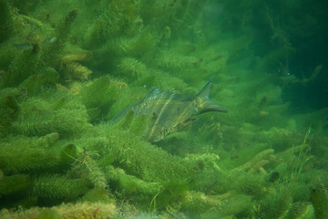 carp under water photography in a lake in Austria, amazing underwater fish photography